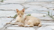 Video: cat cat