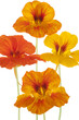 nasturtium