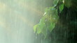 summer rain summer rain