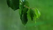 summer rain in the orchard summer rain in the orchard