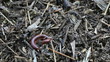 Video: millipede millipede