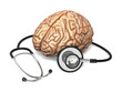 The human brain