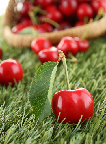 Foto: heap of cherry and leaf heap of cherry and leaf