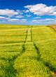 Agricultural wheat field
