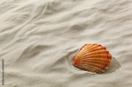 Photo: Muschel an einem Sandstrand Muschel an einem Sandstrand