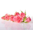 bouquet of beautiful roses on white background close up
