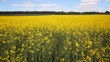 oil seed rapeseed oil seed rapeseed