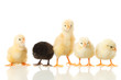 Photo: baby chicken on white baby chicken on white
