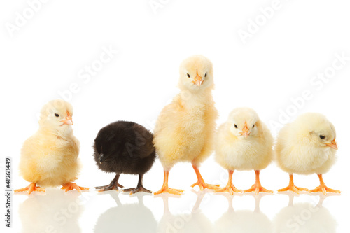 Photo: baby chicken on white baby chicken on white