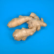 Ingwer - Zingiber officinale
