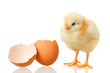 baby chicken and egg on white