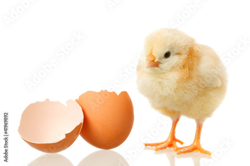 Photo: baby chicken and egg on white baby chicken and egg on white