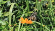 butterfly feed on marigold butterfly feed on marigold