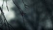 Bad autumn weather. Two clips in one, HD.