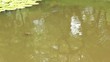 pond and carp