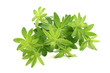 Waldmeister
