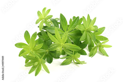 Photo: Waldmeister Waldmeister