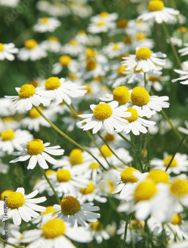 Photo: wildwiese wildwiese