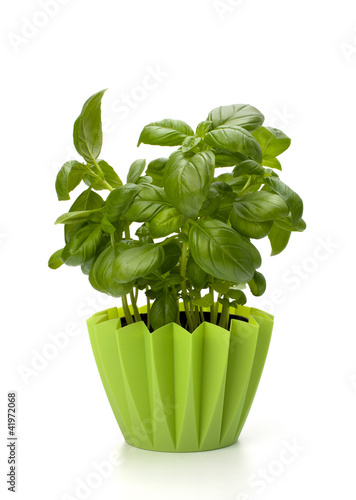 Foto: Sweet basil leaves Sweet basil leaves