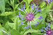 cornflower
