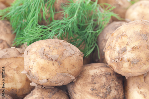 Foto: New Potatoes New Potatoes