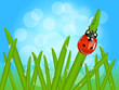 Ladybug on wet grass Ladybug on wet grass