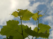 Leaves grape