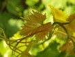 Leaves grape