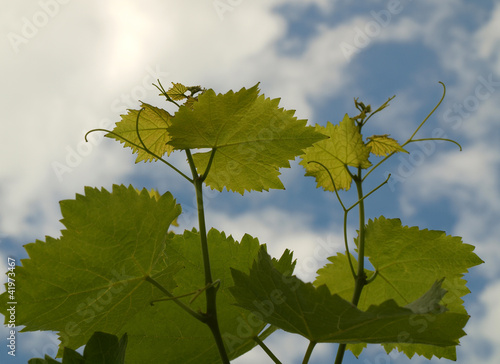 Photo: Leaves grape Leaves grape