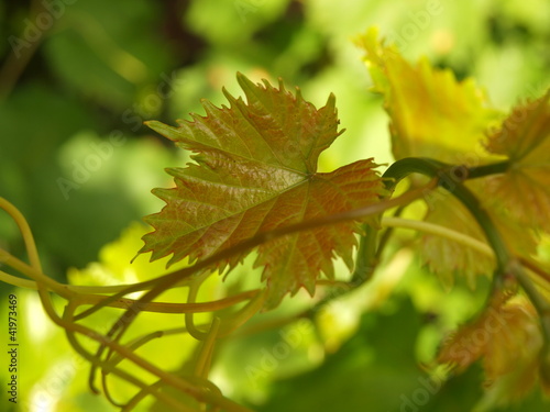 Photo: Leaves grape Leaves grape