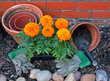 Transplanting Marigolds into pots Transplanting Marigolds into pots