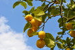 Foto: Zitronenbaum Zitronenbaum