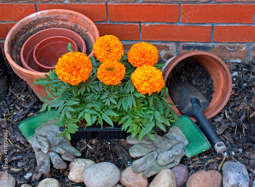 Photo: Transplanting Marigolds into pots Transplanting Marigolds into pots