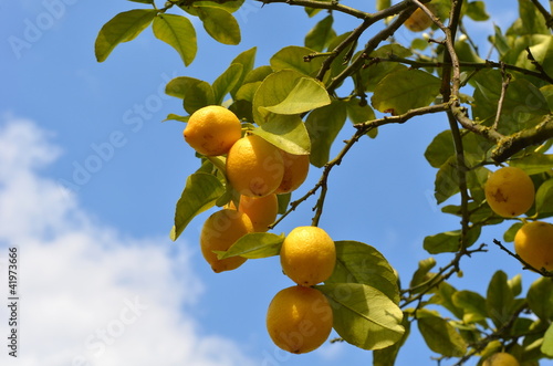 Foto: Zitronenbaum Zitronenbaum