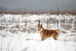 West Siberian Laika in winter