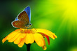 Blue Butterfly