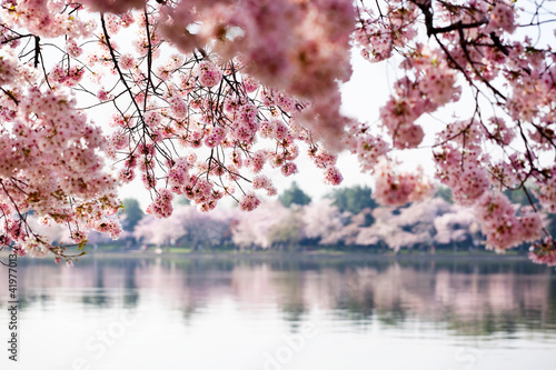 Photo: Cherry Blossoms over Tidal Basin in Washington DC Cherry Blossoms over Tidal Basin in Washington DC