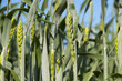 Spikelet of wheat