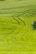 Path in the field of wheat