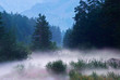 Mist in forest