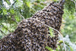 Bienenschwarm an einem Nadelgehölz
