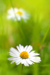 Beautiful, soft daisies
