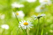 Beautiful, soft daisies Beautiful, soft daisies
