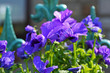 Blue pansy flowers close up Blue pansy flowers close up