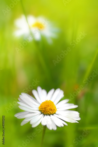 Foto: Beautiful, soft daisies Beautiful, soft daisies