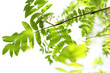 Fresh, Spring leaves of mountain ash tree