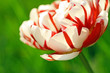 Beautiful double tulip close up Beautiful double tulip close up