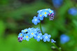 Forget me nots close up Forget me nots close up