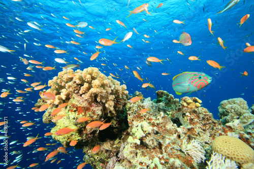 Foto: Coral Reef Scene with Tropical Fish Coral Reef Scene with Tropical Fish