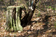 stump